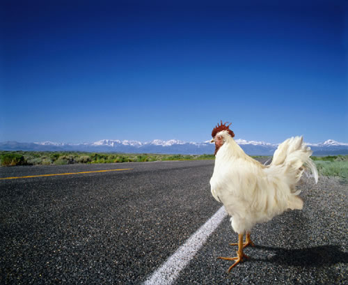 Porque El Pollo Cruzo La Carretera